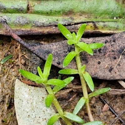 Crassula helmsii (Swamp Stonecrop) at Bungonia, NSW - 7 Sep 2024 by trevorpreston