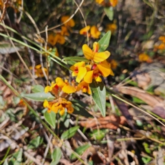 Mirbelia platylobioides (Large-flowered Mirbelia) at Bombay, NSW - 7 Sep 2024 by MatthewFrawley