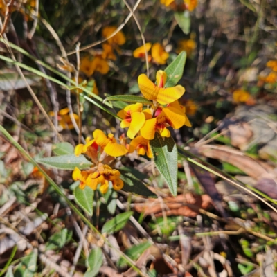 Mirbelia platylobioides (Large-flowered Mirbelia) at Bombay, NSW - 7 Sep 2024 by MatthewFrawley