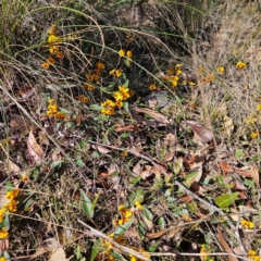 Mirbelia platylobioides at Bombay, NSW - 7 Sep 2024 02:15 PM