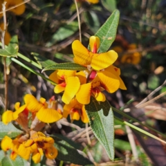 Mirbelia platylobioides at Bombay, NSW - 7 Sep 2024 02:15 PM