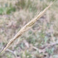 Dichelachne sp. (Plume Grasses) at Bungonia, NSW - 6 Sep 2024 by trevorpreston