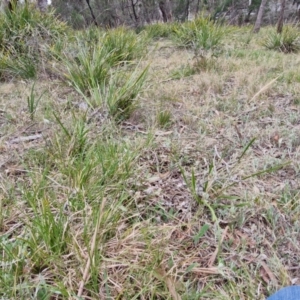 Dichelachne sp. at Bungonia, NSW - 7 Sep 2024 09:28 AM