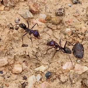 Iridomyrmex purpureus at Bungonia, NSW - 7 Sep 2024 09:21 AM