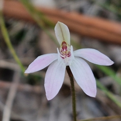 Caladenia fuscata (Dusky Fingers) at Bungonia, NSW - 7 Sep 2024 by trevorpreston