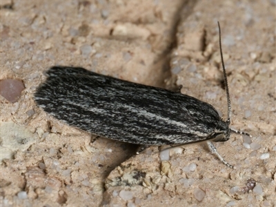 Pedois amaurophanes (A Gelechioid moth (Depressidae)) at Harrison, ACT - 6 Sep 2024 by DPRees125