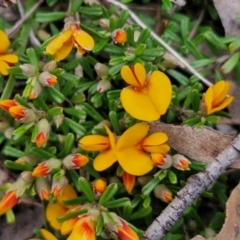 Pultenaea microphylla (Egg and Bacon Pea) at Bungonia, NSW - 7 Sep 2024 by trevorpreston