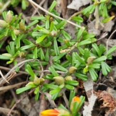 Pultenaea microphylla at Bungonia, NSW - 7 Sep 2024