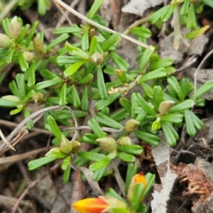 Pultenaea microphylla at Bungonia, NSW - 7 Sep 2024 09:17 AM