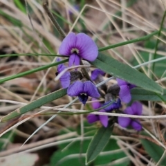 Hovea heterophylla (Common Hovea) at Bungonia, NSW - 7 Sep 2024 by trevorpreston