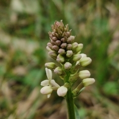 Stackhousia monogyna (Creamy Candles) at Bungonia, NSW - 7 Sep 2024 by trevorpreston