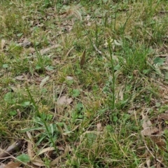 Stackhousia monogyna at Bungonia, NSW - 7 Sep 2024 09:14 AM