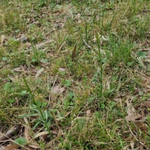 Stackhousia monogyna at Bungonia, NSW - 7 Sep 2024