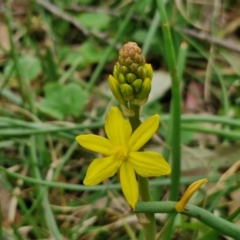 Bulbine bulbosa (Golden Lily, Bulbine Lily) at Bungonia, NSW - 6 Sep 2024 by trevorpreston