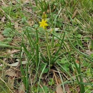 Bulbine bulbosa at Bungonia, NSW - 7 Sep 2024 09:13 AM