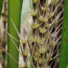 Lomandra longifolia (Spiny-headed Mat-rush, Honey Reed) at Bungonia, NSW - 6 Sep 2024 by trevorpreston