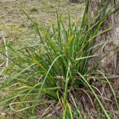 Lomandra longifolia at Bungonia, NSW - 7 Sep 2024 09:12 AM