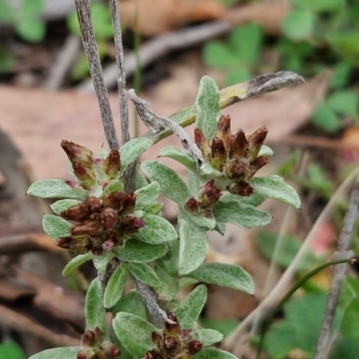 Gamochaeta calviceps (Narrowleaf Purple Everlasting) at Bungonia, NSW - 6 Sep 2024 by trevorpreston