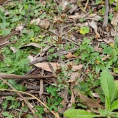 Gamochaeta calviceps at Bungonia, NSW - 7 Sep 2024 09:12 AM