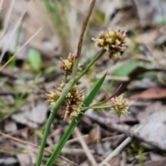 Luzula densiflora (Dense Wood-rush) at Bungonia, NSW - 7 Sep 2024 by trevorpreston