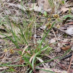 Luzula densiflora at Bungonia, NSW - 7 Sep 2024