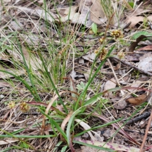 Luzula densiflora at Bungonia, NSW - 7 Sep 2024 09:11 AM