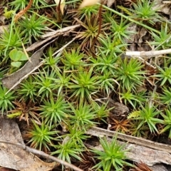 Polytrichaceae sp. (family) (A moss) at Bungonia, NSW - 7 Sep 2024 by trevorpreston