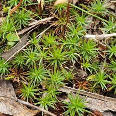 Polytrichaceae sp. (family) (A moss) at Bungonia, NSW - 7 Sep 2024 by trevorpreston