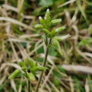 Cerastium vulgare at Bungonia, NSW - 7 Sep 2024 09:09 AM