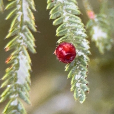 Austroacacidiplosis botrycephalae (A Gall Midge) at Surf Beach, NSW - 6 Sep 2024 by Hejor1