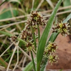 Luzula meridionalis (Common Woodrush) at Bungonia, NSW - 7 Sep 2024 by trevorpreston