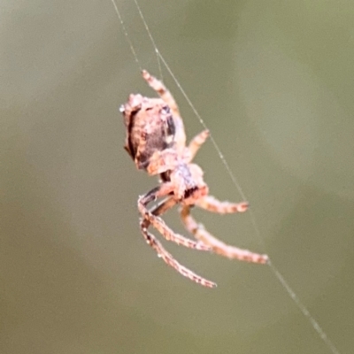 Socca pustulosa (Knobbled Orbweaver) at Surf Beach, NSW - 7 Sep 2024 by Hejor1