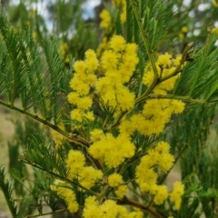 Acacia decurrens (Green Wattle) at Bungonia, NSW - 7 Sep 2024 by trevorpreston