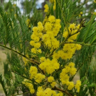 Acacia decurrens (Green Wattle) at Bungonia, NSW - 7 Sep 2024 by trevorpreston