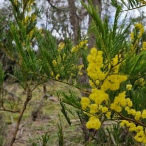 Acacia decurrens at Bungonia, NSW - 7 Sep 2024