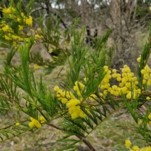 Acacia decurrens at Bungonia, NSW - 7 Sep 2024