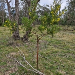 Acacia decurrens at Bungonia, NSW - 7 Sep 2024