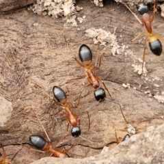 Camponotus consobrinus (Banded sugar ant) at Bungonia, NSW - 6 Sep 2024 by trevorpreston