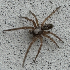 Badumna longinqua (Grey House Spider) at Surf Beach, NSW - 6 Sep 2024 by Hejor1