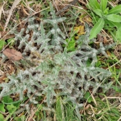 Cirsium vulgare (Spear Thistle) at Bungonia, NSW - 7 Sep 2024 by trevorpreston