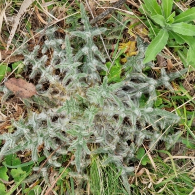 Cirsium vulgare (Spear Thistle) at Bungonia, NSW - 7 Sep 2024 by trevorpreston