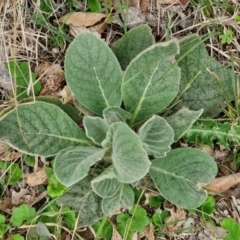 Verbascum thapsus subsp. thapsus (Great Mullein, Aaron's Rod) at Bungonia, NSW - 7 Sep 2024 by trevorpreston