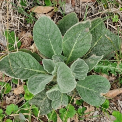 Verbascum thapsus subsp. thapsus (Great Mullein, Aaron's Rod) at Bungonia, NSW - 6 Sep 2024 by trevorpreston