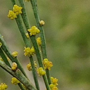 Exocarpos strictus at Bungonia, NSW - 7 Sep 2024