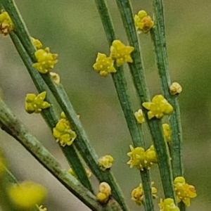 Exocarpos strictus at Bungonia, NSW - 7 Sep 2024