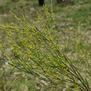 Exocarpos strictus at Bungonia, NSW - 7 Sep 2024