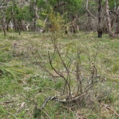 Exocarpos strictus at Bungonia, NSW - 7 Sep 2024