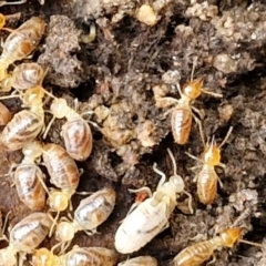 Nasutitermes sp. (genus) (Snouted termite, Gluegun termite) at Bungonia, NSW - 6 Sep 2024 by trevorpreston