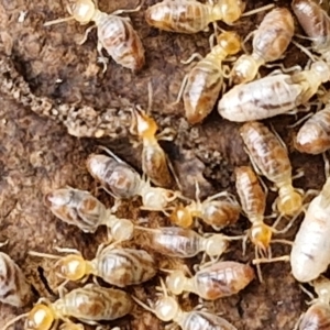 Nasutitermes sp. (genus) at Bungonia, NSW - suppressed