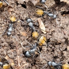 Camponotus aeneopilosus (A Golden-tailed sugar ant) at Bungonia, NSW - 6 Sep 2024 by trevorpreston